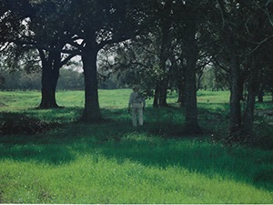 New Fairchild Cemetery