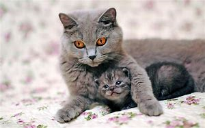 Mama and kitten