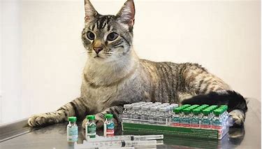 cat and vaccines