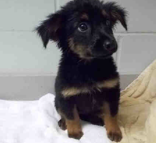 Adopt a Pet from FBCAS | Fort Bend County Adopt a Pet from FBCAS | Fort Bend County