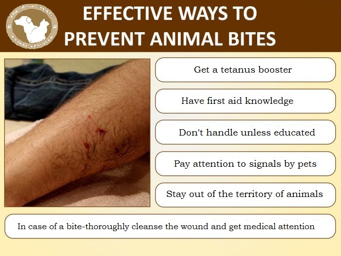 avoid animal bites
