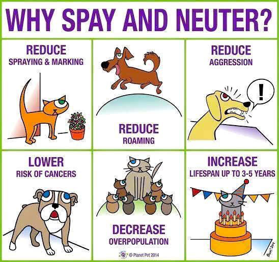 why-spay-and-neuter