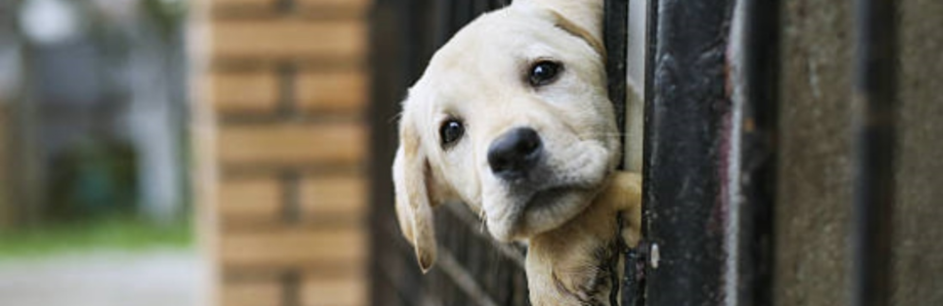 Animal service Animal service
