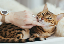 Animal Care and Control