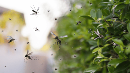 Mosquito Control