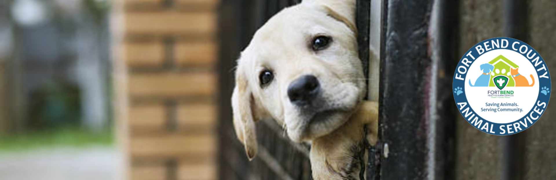 Animal Services Animal Services